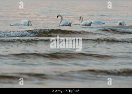 Famiglia Swan in acqua di mare al tramonto. I cigni bianchi si affollano nel mare, si dirigono in acqua. Foto Stock