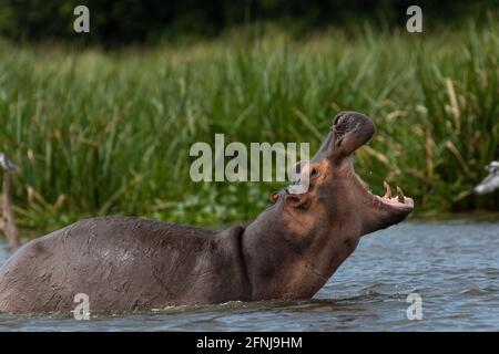 Un ippopotamo apre la bocca e mostra due denti canini. Si trova nell'acqua del Nilo. Erba alta cresce sul bordo della banca. Foto Stock