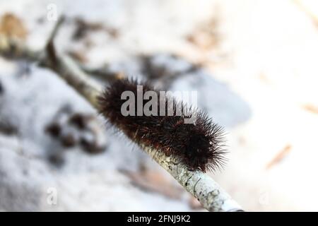 Gigantesco bruco leopardo che sale su un bastone. bruco fuzzy nero con punte e bande rosse. Hypercompe scribonia Foto Stock