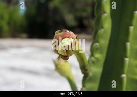 Cangolo frutta notte fiore pianta cactus. Conosciuto anche come Pitaya, quuen di honolulu, pera di fragola. Il nome botanico è hylocereus undatus Foto Stock