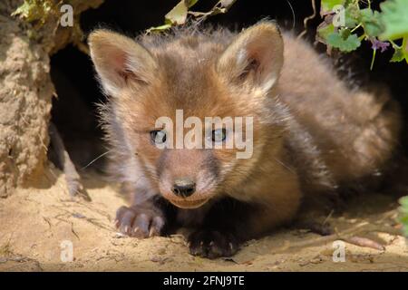 Red Fox Cub, Vulpes vulpes, sdraiato davanti a Nest Hole UK Foto Stock