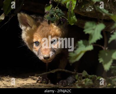 Red Fox Kit, Cub, Vulpes vulpes, guardando fuori dall'ingresso al suo Nest illuminato dalla luce del sole, Regno Unito Foto Stock