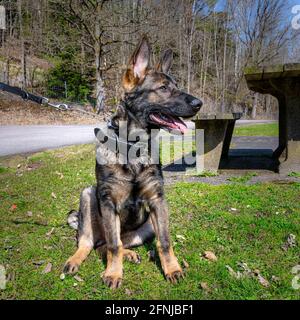 Un ritratto di un felice cucciolo di Pastore tedesco di quattro mesi su erba verde. Linea di lavoro razza Foto Stock