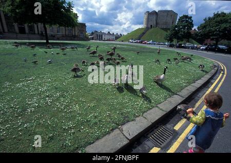 Bambina che alimenta anatre e oca a York, Yorkshire e l'Humber, Inghilterra, Regno Unito Foto Stock