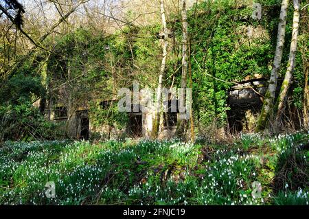 Nevicate primaverili tra le rovine del blocco principale degli uffici nelle antiche opere di ferro, Mells, Lower Works.This di Fussells è un sito biologico di Speci Foto Stock