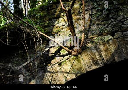 Albero che cresce in un arco di pietra a Old Iron Works, Mells, Fussells 'Lower Works.This è un sito biologico di interesse scientifico speciale, nel Wa Foto Stock