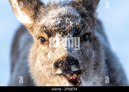 Viso divertente e comico di un cervo mulo nella stagione invernale con neve, ghiaccio, viso ghiacciato e bocca aperta. Foto Stock