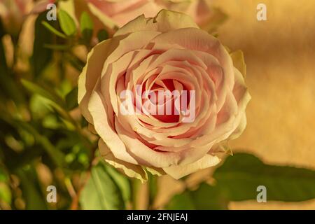 Un germoglio di una rosa fiorente alla luce del sole che tramonta. Sfondo sfocato con elementi bokeh. Foto stock Foto Stock