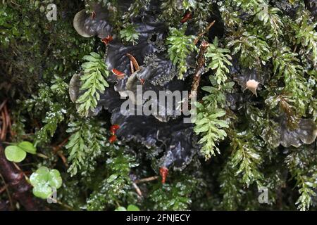 Plagiomnium undulatum, noto come Thyme-muss lingua di Hart o Moss di palma Foto Stock