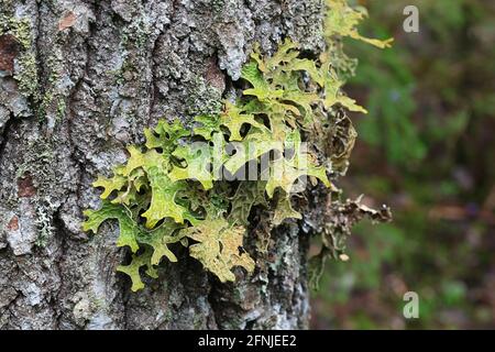 Lobaria pulmonaria, conosciuta come tree lungwort, lichen polmonare, muschio polmonare, lichene di lungwort, polmoni di quercia o lungwort di quercia Foto Stock