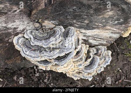 La Turchia di coda, Trametes versicolor funghi selvatici dalla Finlandia Foto Stock