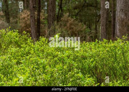 Vegetazione al piano terra in una piantagione forestale di pino scozzese (Pinus sylvestris) a Surrey, Regno Unito, compreso il mirtillo di bacca (Vaccinium myrtillus) Foto Stock