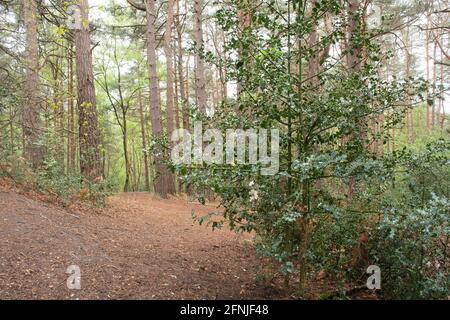 Vegetazione al piano terra in una piantagione forestale di pino scozzese (Pinus sylvestris) a Surrey, Regno Unito, compreso l'agrifoglio (Ilex aquifolium) Foto Stock