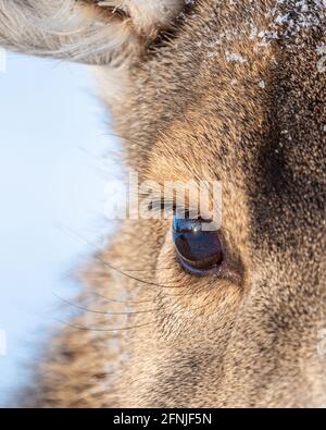 Bel cervo mulo da vicino, ripresa macro del suo occhio. Pelliccia marrone intorno agli occhi dei cervi e dettagliata con la riflessione nell'allievo. Foto Stock