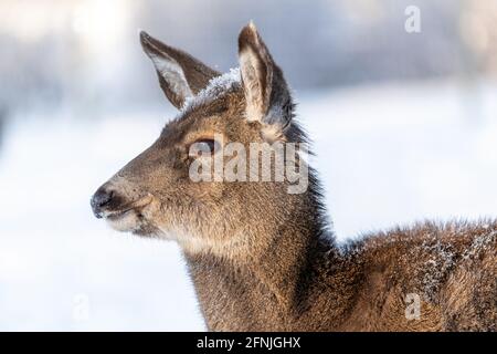 Bel cervo mulo vicino testa con gli occhi, le orecchie e la neve sul suo viso nel periodo invernale. Selvatico, cervi canadesi. Neve e gelo sulla fronte. Foto Stock