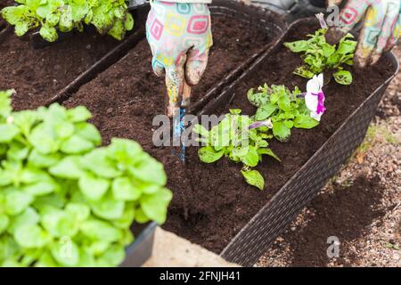 Giardiniere con zappa blu pianta piantine in pentole, primo piano foto di mani in guanti con fuoco morbido selettivo Foto Stock