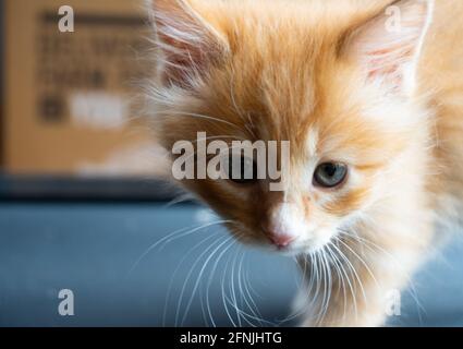 Uno zenzero con gattino tabby bianco -- capelli lunghi -- guarda nella macchina fotografica Foto Stock