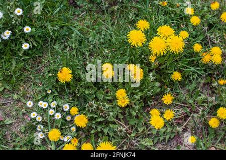 primo piano di dandelioni gialli e margherite bianche in un'incolta prato Foto Stock