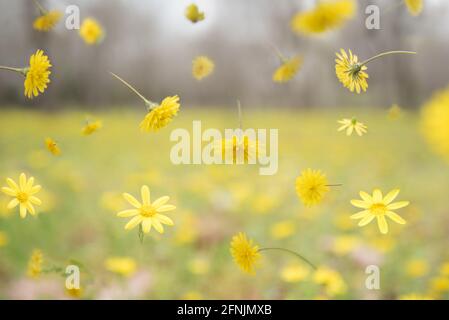 fiori gialli che volano nel parco Foto Stock