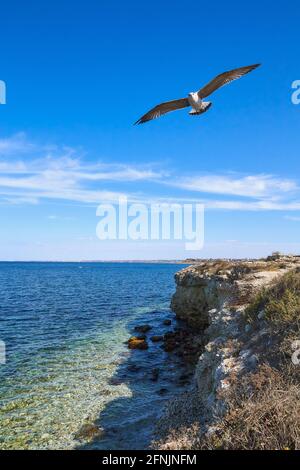 Un gabbiano svetta su una riva rocciosa in un bel giorno d'autunno. Foto Stock