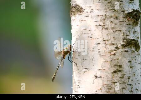 Una libellula su una betulla sta crogiolandosi al sole. Foto Stock