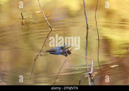 Una rana guarda fuori dall'acqua su un laghetto. Foto Stock