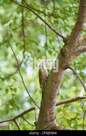 Picchio grigio su un albero nel parco. Foto Stock
