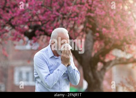 L'uomo anziano starnutisce in tovagliolo di fronte all'albero in fiore. Reazione allergica primaverile Foto Stock