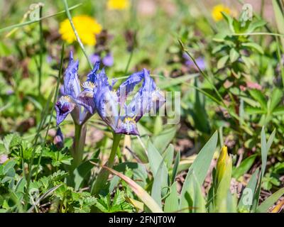 Iris pumila, a volte noto come iris pigmy o fiore viola iris nani sul campo Foto Stock