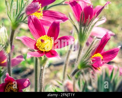 Primo piano con Pulsatilla vulgaris Rubra o il pasqueflower sul campo Foto Stock