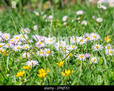 Un campo pieno di perennis Bellis noto anche come daisy comune, daisy prato o inglese Daisy fiori. Foto Stock