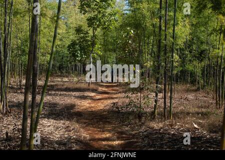 Un uomo locale in cappello blu cammina attraverso una foresta di bambù su un sentiero sterrato mentre a piedi da Kalaw a Inle Lake, Shan state, Myanmar Foto Stock