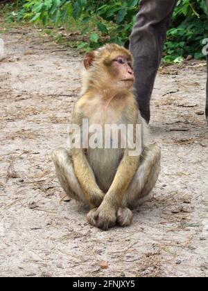 Una piccola ape barbarica marrone si trova con gambe incrociate sul pavimento della foresta nella foresta delle scimmie a Malchow e guarda i visitatori con interesse. Foto Stock