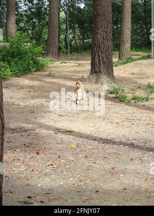 Una piccola ape barbarica marrone si siede con gambe allungate sul pavimento della foresta nella foresta delle scimmie in Malchow e guarda i visitatori con interesse. Foto Stock