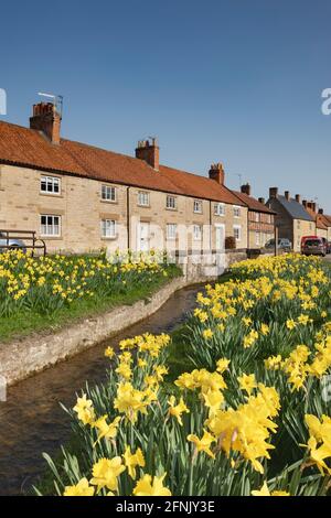 Narcisi primaverili nel villaggio Yorkshire di Helmsley Foto Stock