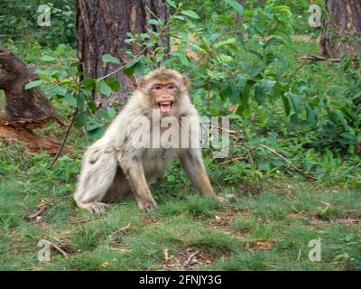 Un'aggressiva nuca barbarica si siede nei cespugli sul pavimento della foresta e si abbatte alla fotocamera con i suoi denti affilati. Intorno a lui ci sono cespugli e arbusti Foto Stock