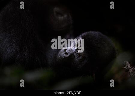 Gorilla di montagna nella foresta impenatrabile di Bwindi, Uganda Foto Stock