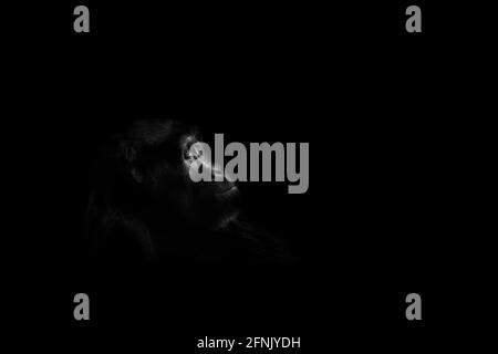 Luce bassa gorilla in monocromia Foto Stock