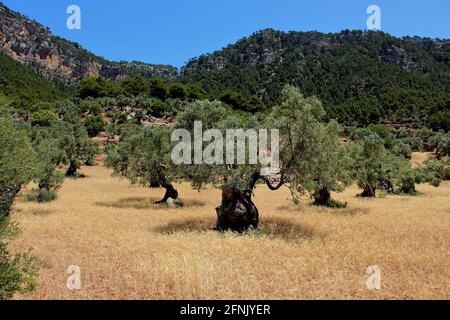 Oliveto Foto Stock