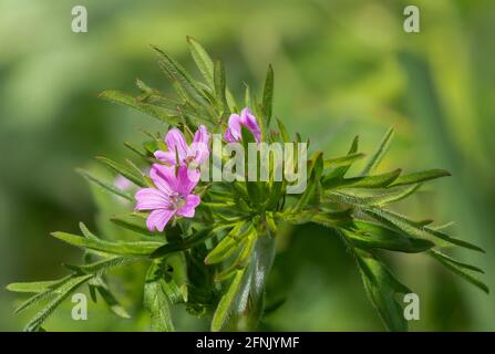 Macro shot di geranio a gambo lungo (geranio colonbinum) fiori in fiore Foto Stock