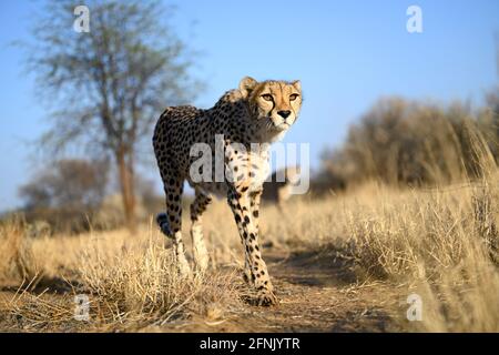 Ghepardi alla luce del mattino presto, Namibia Foto Stock