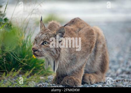 Una bella, splendida lince canadese selvaggio visto nel territorio di Yukon su un paesaggio roccioso. Seduto come un gatto domestico in un ambiente esterno selvaggio. Foto Stock