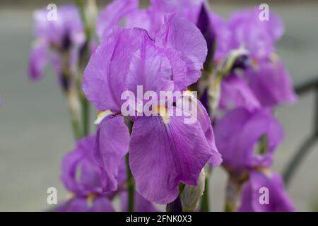 Bella fioritura viola Iris fiori su sfondo sfocato Foto Stock