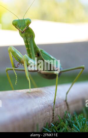 Un mantis europeo su un bastone di legno Foto Stock