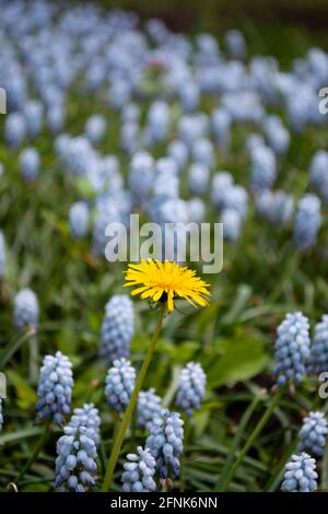 Dente di leone giallo su fiori blu Foto Stock