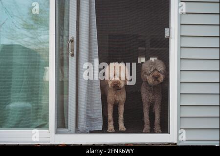Cani Golden-doodle guardando fuori porta schermo Foto Stock
