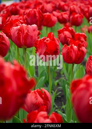 Tulipani rossi che fioriscono sul giardino Foto Stock