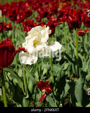 Tulipano bianco su campo rosso tulipani Foto Stock