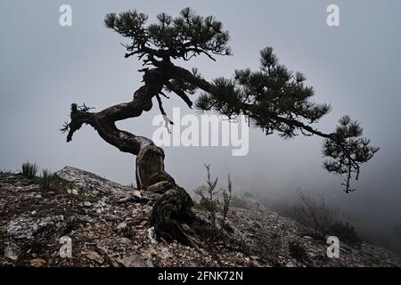 Antico albero di ginepro intrecciato vecchio con sfondo Foggy su montagna Foto Stock