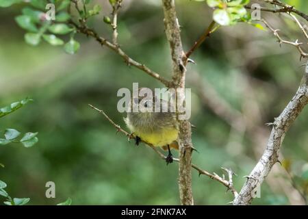 Piccolo uccello giallo appeso a un brunch nella foresta dell'isola Floreana, Galapagos, Ecuador Foto Stock